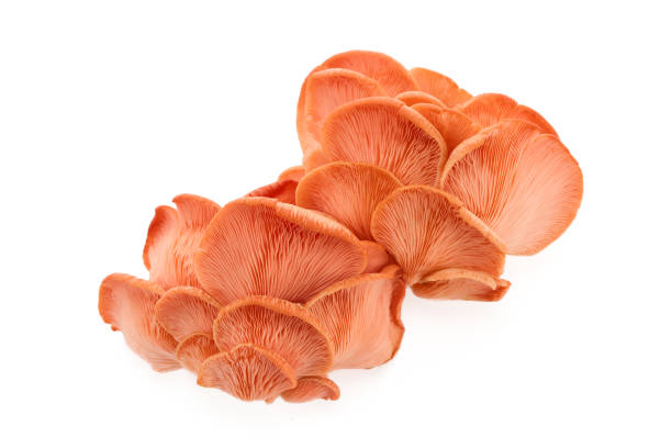 istock Beautiful Pink Oyster Mushroom on white background 2173302606