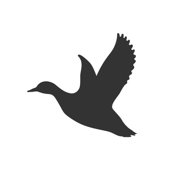 Duck flying Flying duck graphic icon. Drake sign isolated white background. Vector illustration mallard duck stock illustrations