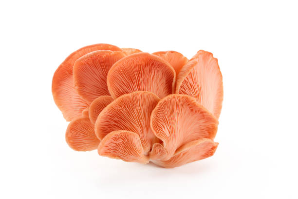 istock Beautiful Pink Oyster Mushroom on white background 2173303270