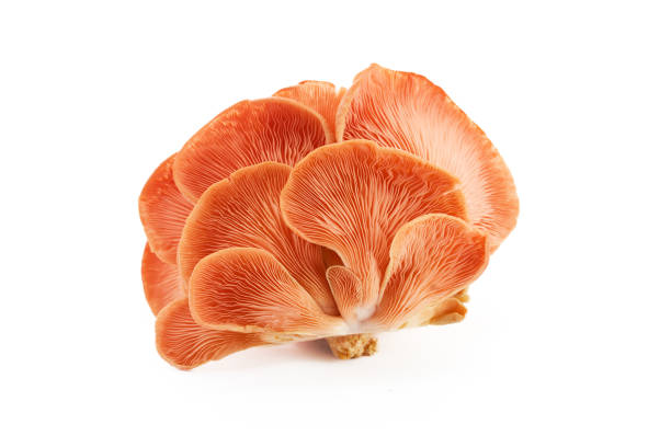 istock Beautiful Pink Oyster Mushroom on white background 2173303605