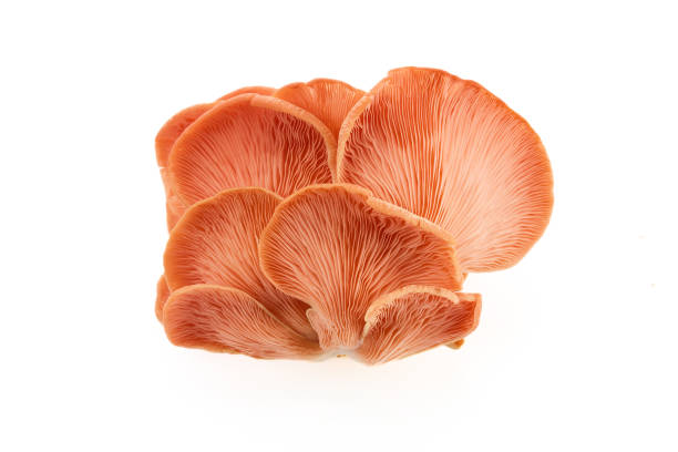 istock Beautiful Pink Oyster Mushroom on white background 2173303984
