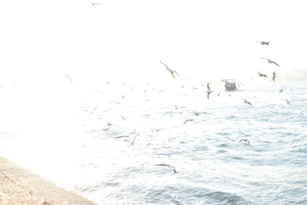 The seagulls flying at the Istanbul Bosporus