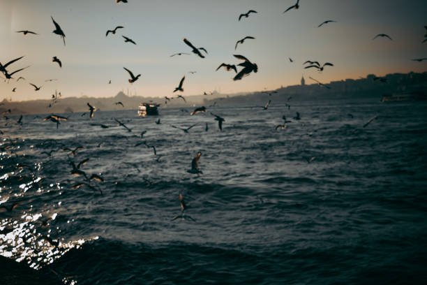 The seagulls flying at the Istanbul Bosporus