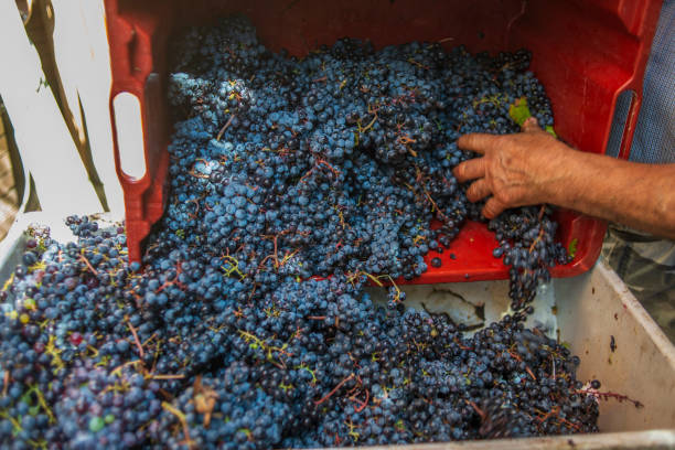 istock Hands working the black grapes during the harvest 2173316505