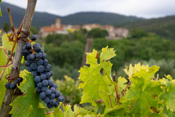 istock Vineyard with black grapes in Sambucetole di Amelia 2173316649