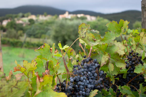 istock Vineyard with black grapes in Sambucetole di Amelia 2173316694
