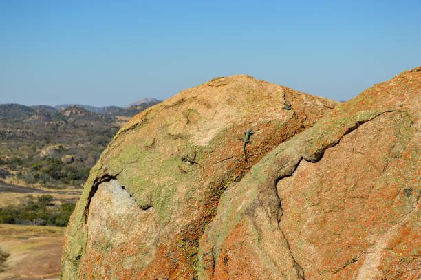 istock Lizards sunbathing on granite boulders, Zimbabwe. 2173316754