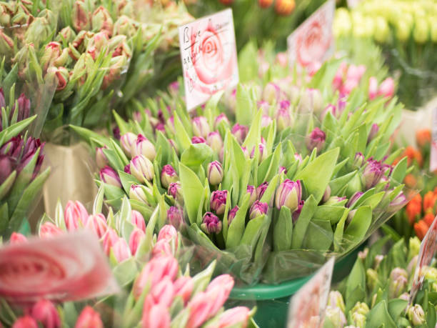 Beautiful tulips are sold in the store.