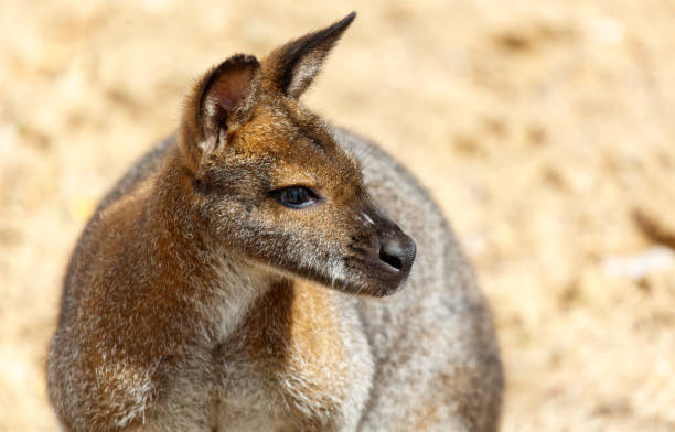 istock A small brown and gray animal with a long tail is sitting on the ground 2173319087