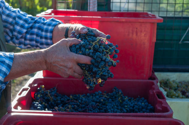 istock Hands working the black grapes during the harvest 2173319227