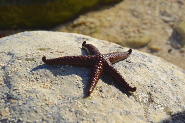 Starfish washed up on a sandy shore in the Indian Ocean, Mauritius