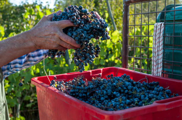 istock Hands working the black grapes during the harvest 2173319411