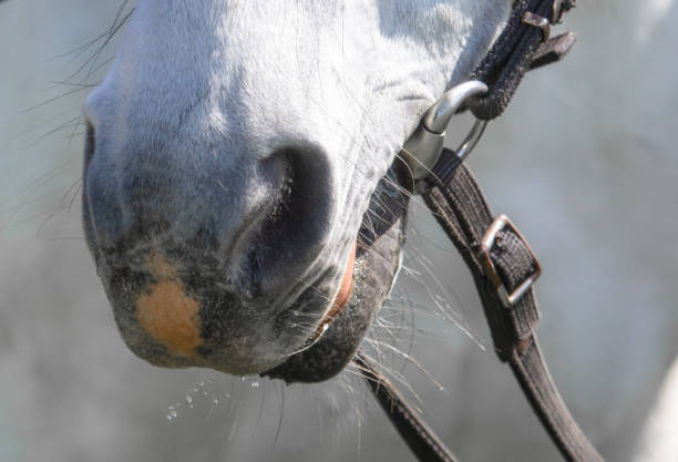 istock A horse's mouth with a black strap on it 2173320516
