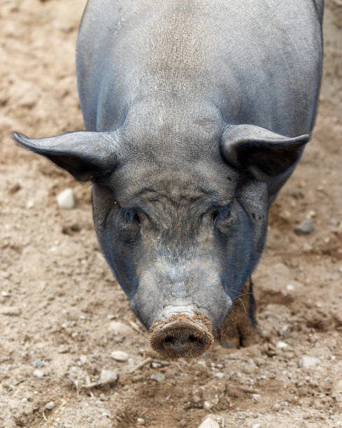 istock A pig is looking at the camera with its head tilted 2173320606