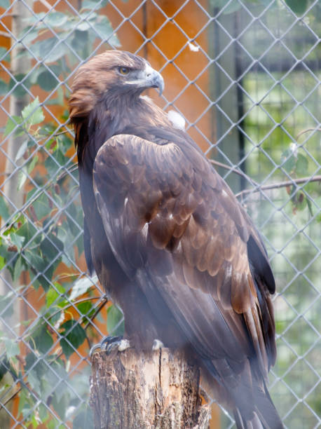 istock A large brown eagle is perched on a wooden post in a cage 2173320814