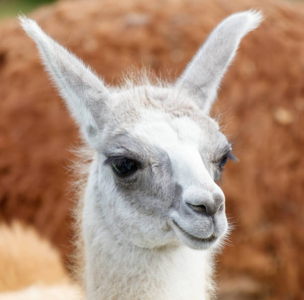 istock A baby llama with a white face and brown ears 2173320873
