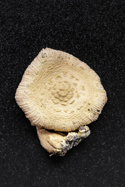 istock Microdosing concept.Dried psilocybin mushrooms Golden Teacher.Psychedelic Psilocybe Cubensis mushrooms. Medical use.Microdosing. 2173326208