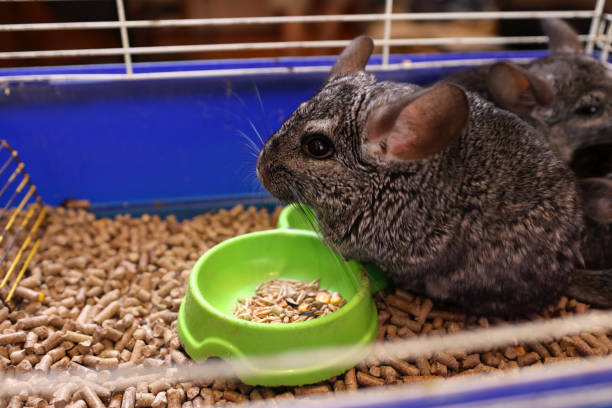 istock People care for and play with chinchillas. 2173329604
