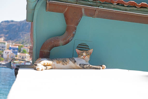 The cat lying in the shade on the roof.