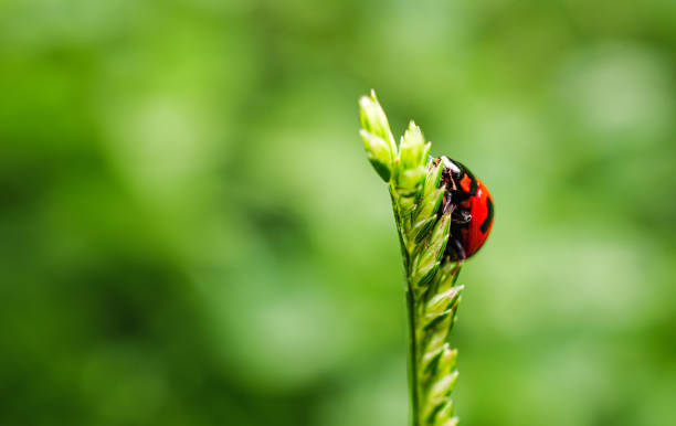 istock Ladybug on blade of grass, Clos up red Ladybug, macro 2173334761