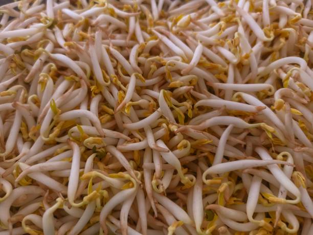 istock Fresh vegetables made from Toge or Vigna radiata. Vegetables for side dishes 2173336135