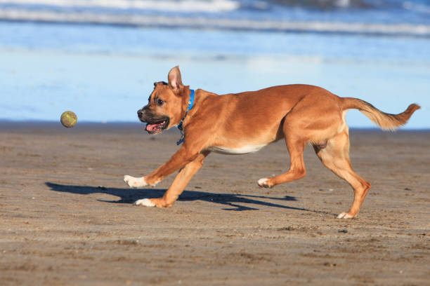 happy healthy dog playing with ball  and running on the beach
