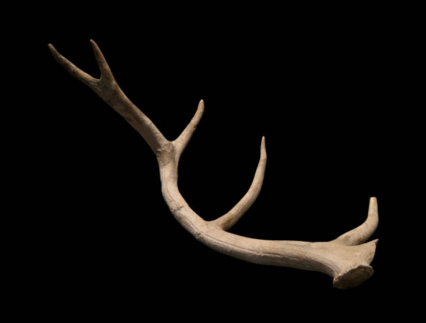 istock horn, white, background, black, bone, deer, nature, animal, mammal, sharp, 2173338226
