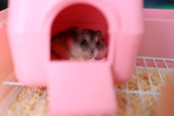A tiny white hamster with jet-black eyes is determinedly attempting a great escape. It scales the bars of its cage, tiny claws gripping tightly. Its slender body stretches upwards, nose twitching towards the tempting freedom just beyond. The dark, beady eyes are fixed with intense focus on the world outside its wired walls, full of hope and mischief.