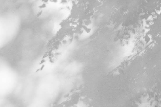 istock Shadow of leaves and branches of deciduous tree on white wall. 2173341194