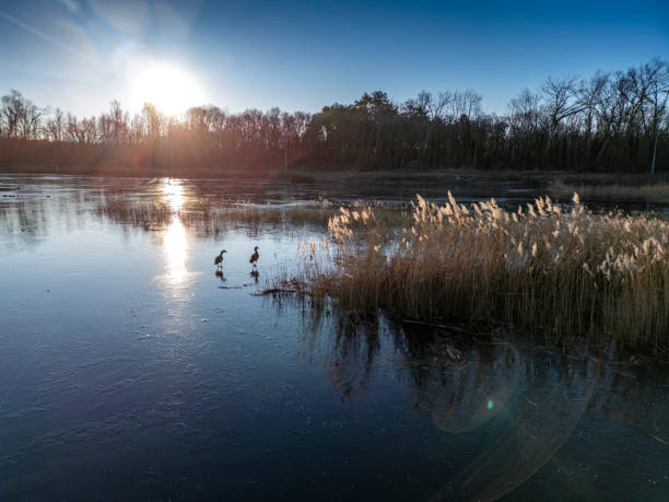 Two geese on a frozen lake at sunset in the Netherlands. Slow pan drone shot.
