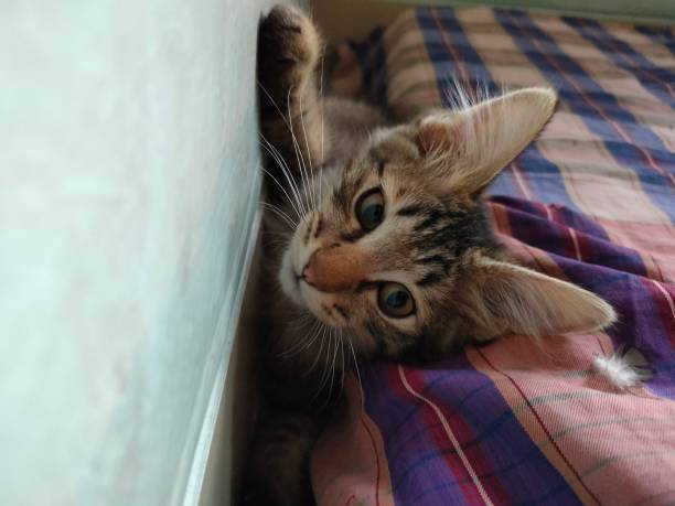 istock the kitten was stuck between the mattress and the wall 2173345521