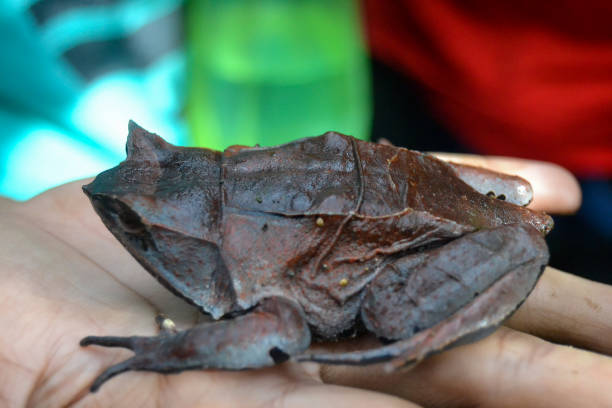 istock Closeup of a horned frog 2173346376