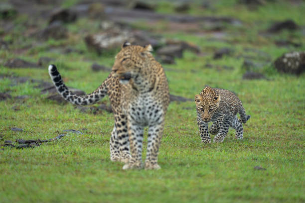 istock Cub stalks leopard from behind beside rocks 2173348268