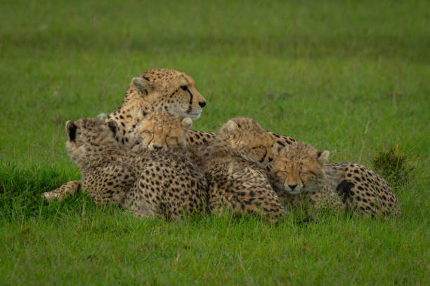 istock Cubs lie sleeping with cheetah in rain 2173348280