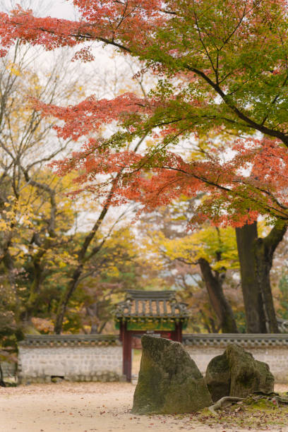 istock A serene autumn scene in Korea, featuring a traditional gate surrounded by vibrant red, orange, and yellow leaves. The tranquil pathway invites exploration amidst the cultural heritage site. 2173348784