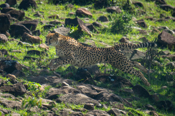 istock Female cheetah jumping over rocks on hillside 2173349440