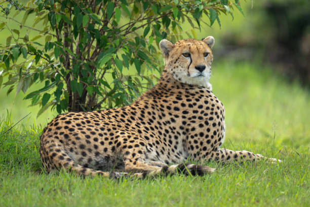 istock Female cheetah lies beside bush turning head 2173349596