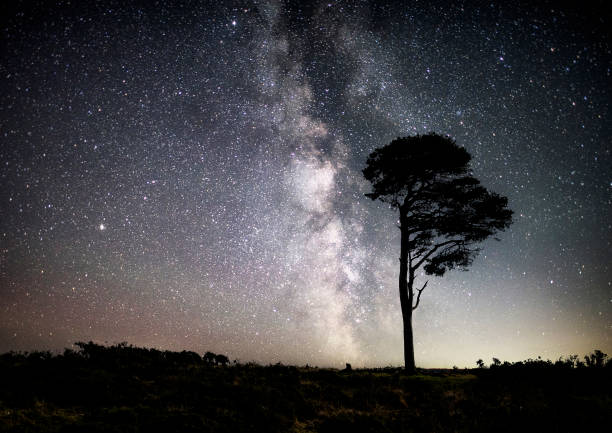 Lone Tree and Milky Way at Powdermills, Dartmoor, Devon