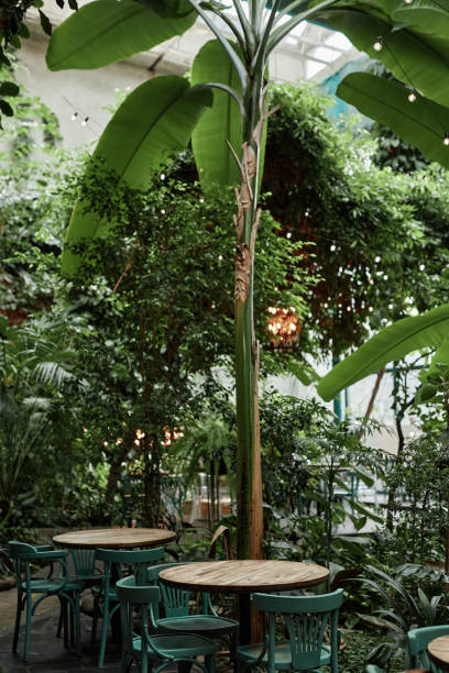 istock Banana Tree in Centre of Cafe 2173350058