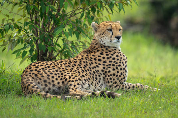 istock Female cheetah lies staring under leafy bush 2173350482