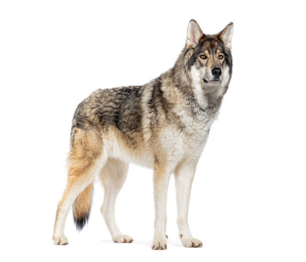 istock Timber Shepherd a kind of Wolfdog, looking away, Isolated on white 2173353592