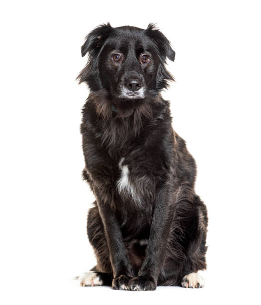 istock Black crossbreed dog sitting and looking at camera 2173353661