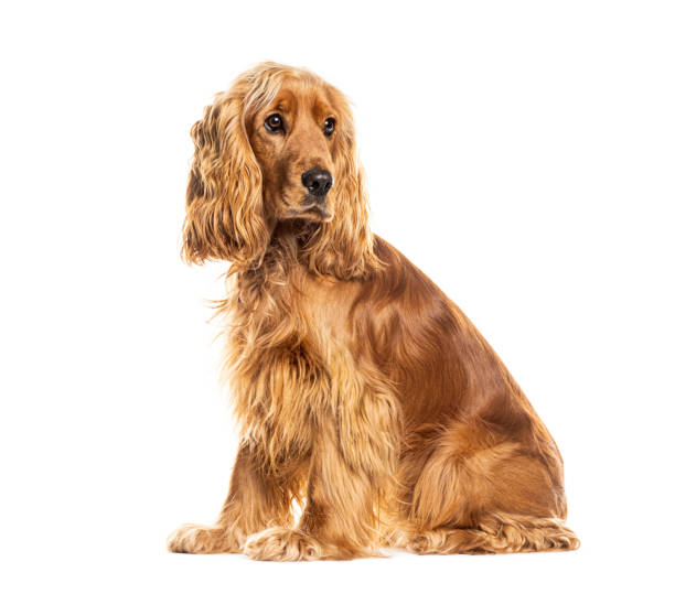 istock English cocker spaniel dog sitting and looking away on white background 2173353734