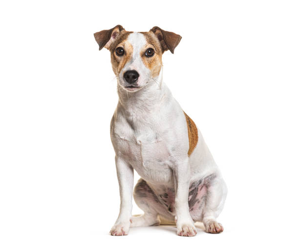 istock Jack Russel Terrier, sitting and looking at the camera, isolated on white 2173353921