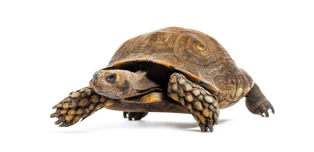 istock Asian forest tortoise, Manouria emys, isolated on white 2173353993
