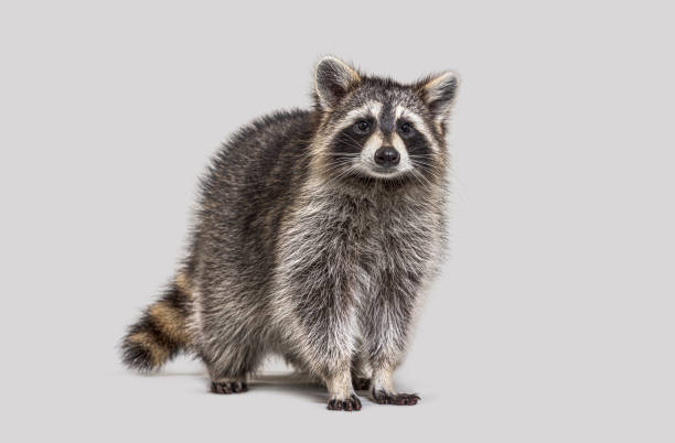 istock Young Raccoon standing in front and facing, Looking at the camera on grey background 2173353998