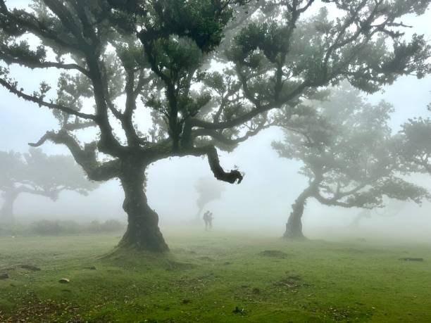 istock Into the fog 2173354291