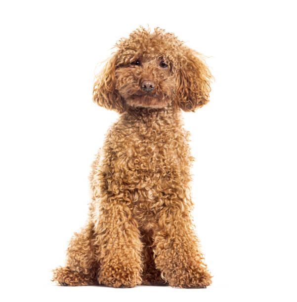 istock Brown toy poodle is sitting patiently on a white background 2173354321