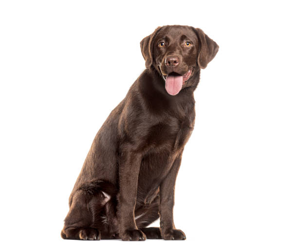 Chocolate labrador retriever panting and sitting on white background, looking at camera