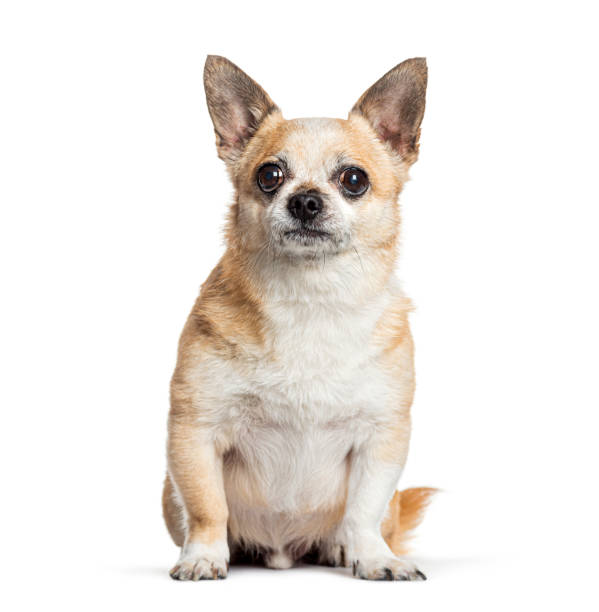 istock Chihuahua sitting and looking at camera 2173354441